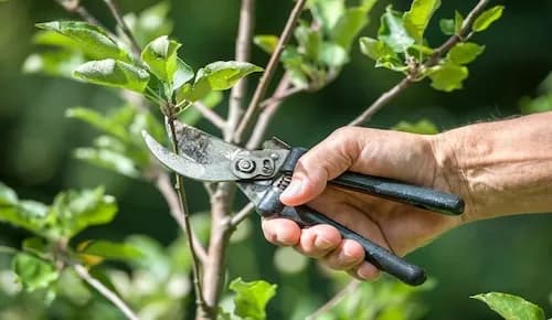 Image of Professional Pruning Services in Melbourne service